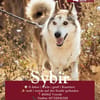 Sybir
