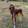 Toller Irish Setter Glenn sucht neues Zuhause