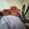 Toller Irish Setter Glenn sucht neues Zuhause