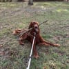 Toller Irish Setter Glenn sucht neues Zuhause