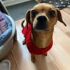 Maja sucht ein Zuhause
