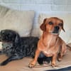 Maja sucht ein Zuhause