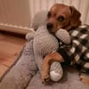 Maja sucht ein Zuhause
