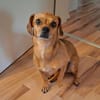 Maja sucht ein Zuhause