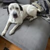 Fee sucht ein Zuhause (Vermittlungshilfe