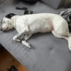 Fee sucht ein Zuhause (Vermittlungshilfe
