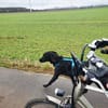 Harley sucht ein zu Hause