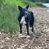 DRAC sucht DRINGEND Zuhause