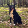DRAC sucht DRINGEND Zuhause