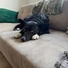 DRAC sucht DRINGEND Zuhause