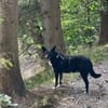 DRAC sucht DRINGEND Zuhause