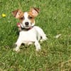 Hope - kleines Für-Immer-Körbchen gesucht