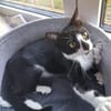 Albi  junges Kitten sucht liebevolles Zuhause