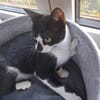 Albi  junges Kitten sucht liebevolles Zuhause