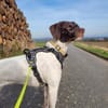 Lottie - Wirbelwind sucht Neustart