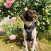 Lottie - Wirbelwind sucht Neustart