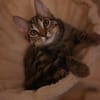 Vermittlungshilfe Kitten
