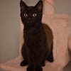 Vermittlungshilfe Kitten