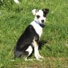 Bandita - Familienanschluss gesucht