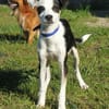 Bandita - Familienanschluss gesucht