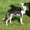 Bandita - Familienanschluss gesucht