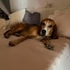 21776 Wanna !Mr.Bin sucht seine für immer Familie!