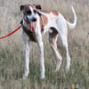 Traumhund Dante sucht neues Zuhause