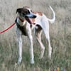 Traumhund Dante sucht neues Zuhause