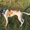 Traumhund Dante sucht neues Zuhause