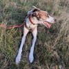 Traumhund Dante sucht neues Zuhause