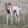 Traumhund Dante sucht neues Zuhause