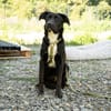 Elmo  unser liebenswerter Jungspund sucht seine Menschen