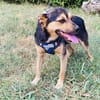 Bobby der gute Laune Hund