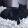 Ales  schwarzes Kitten sucht liebevolles Zuhause