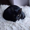 Ales  schwarzes Kitten sucht liebevolles Zuhause