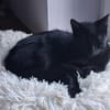 Ales  schwarzes Kitten sucht liebevolles Zuhause