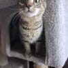 Nevers  getigertes Kitten sucht liebevolles Zuhause