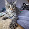 Nevers  getigertes Kitten sucht liebevolles Zuhause