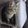 Nevers  getigertes Kitten sucht liebevolles Zuhause