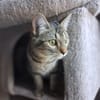 Nevers  getigertes Kitten sucht liebevolles Zuhause