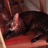 Honey W ~6jahre