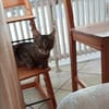 Honey W ~6jahre