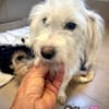 Nemi  eine kleine Mama mit großem Herzen