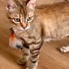 Rubi  verschmustes Kitten sucht Zuhause
