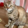 Rubi  verschmustes Kitten sucht Zuhause