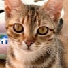 Rubi  verschmustes Kitten sucht Zuhause