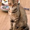 Rubi  verschmustes Kitten sucht Zuhause
