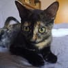 Vichy  buntes Kitten sucht liebevolles Zuhause