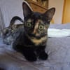 Vichy  buntes Kitten sucht liebevolles Zuhause