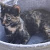 Vichy  buntes Kitten sucht liebevolles Zuhause